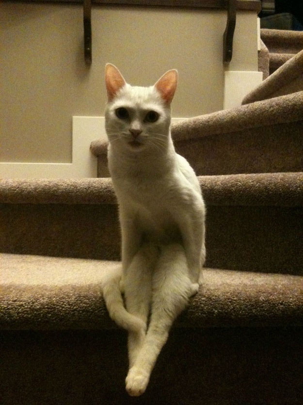 30 animals sitting like humans (30 pics) Amazing Creatures