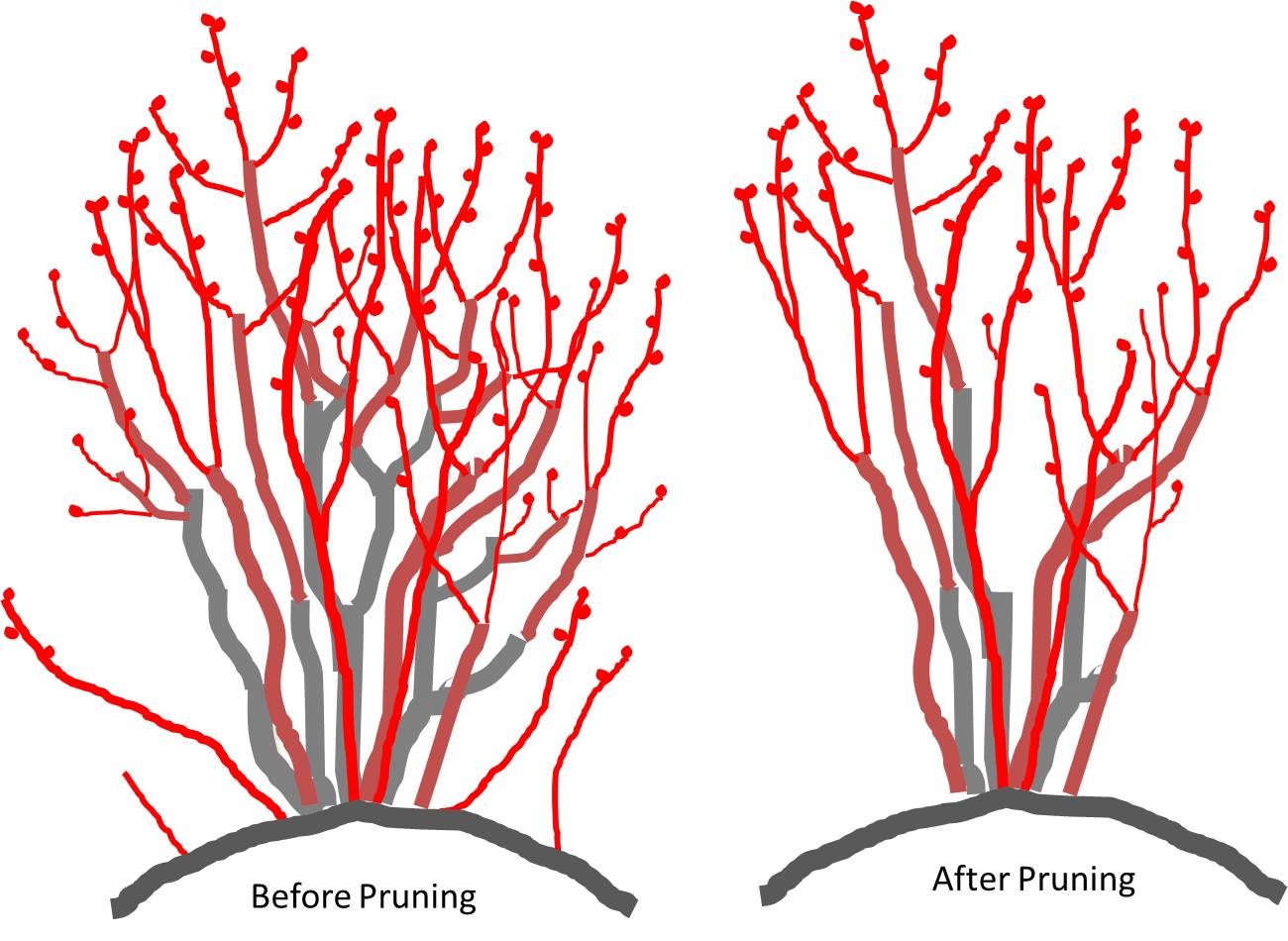 The NC Blueberry Journal Pruning Blueberrries