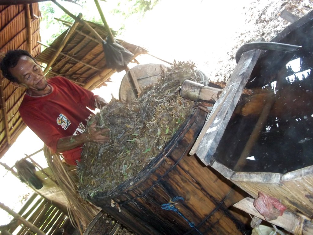 Blog MuzEl’sa PEROSES PEMBUATAN MINYAK KAYU PUTIH