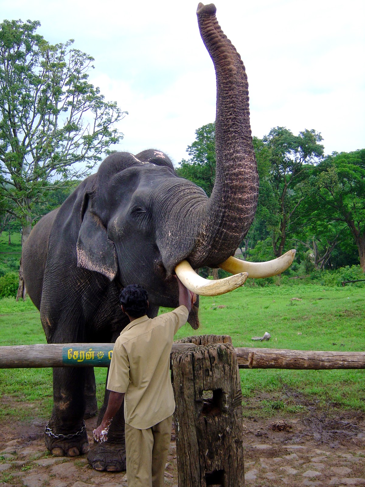 rencontre avec des elephants