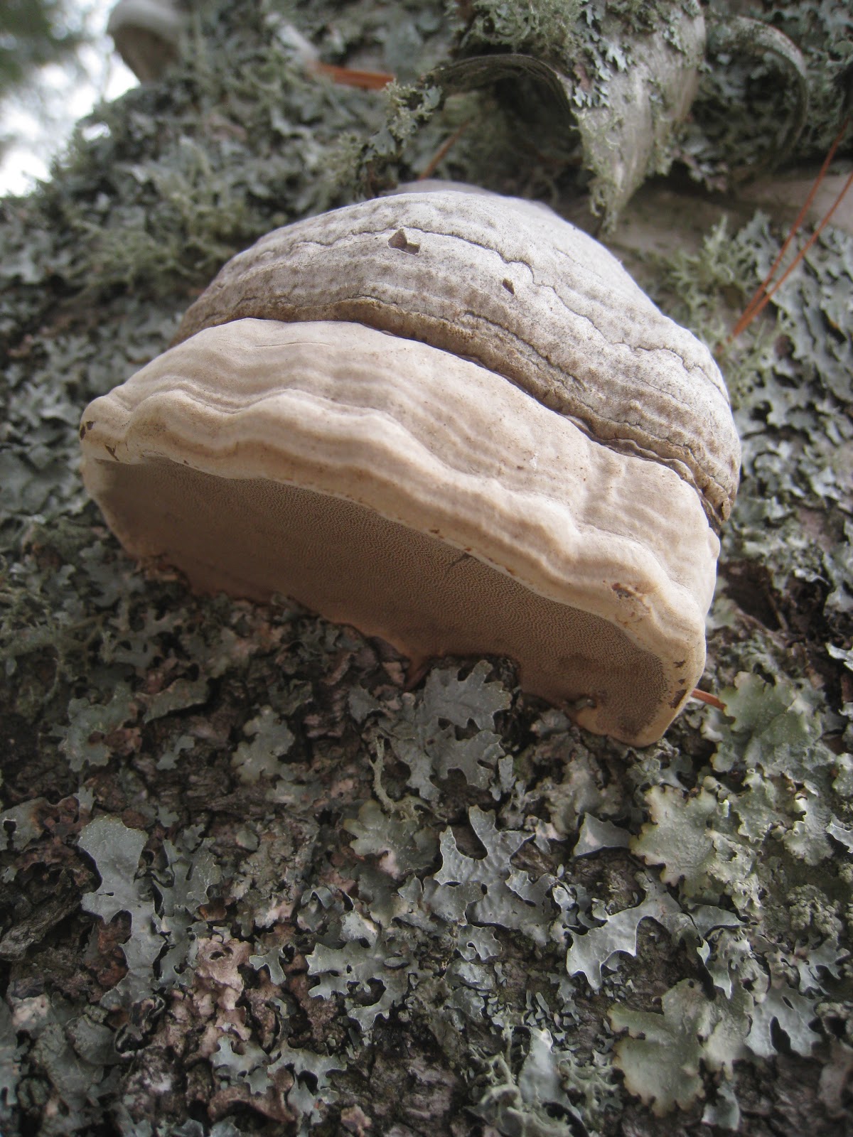 Distracted Naturalist Shelf Fungus on Birch