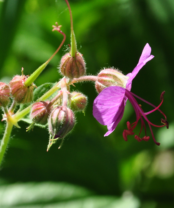 Three Dogs in a Garden G is for Geranium