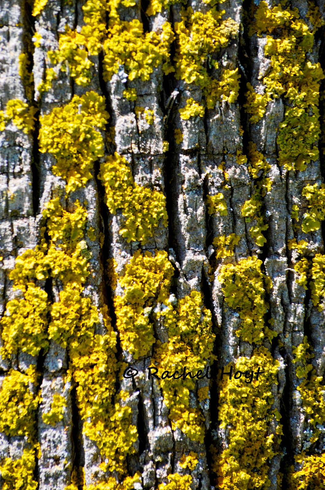 Rhyme Me A Smile Wacky Word Wednesday Nugatory