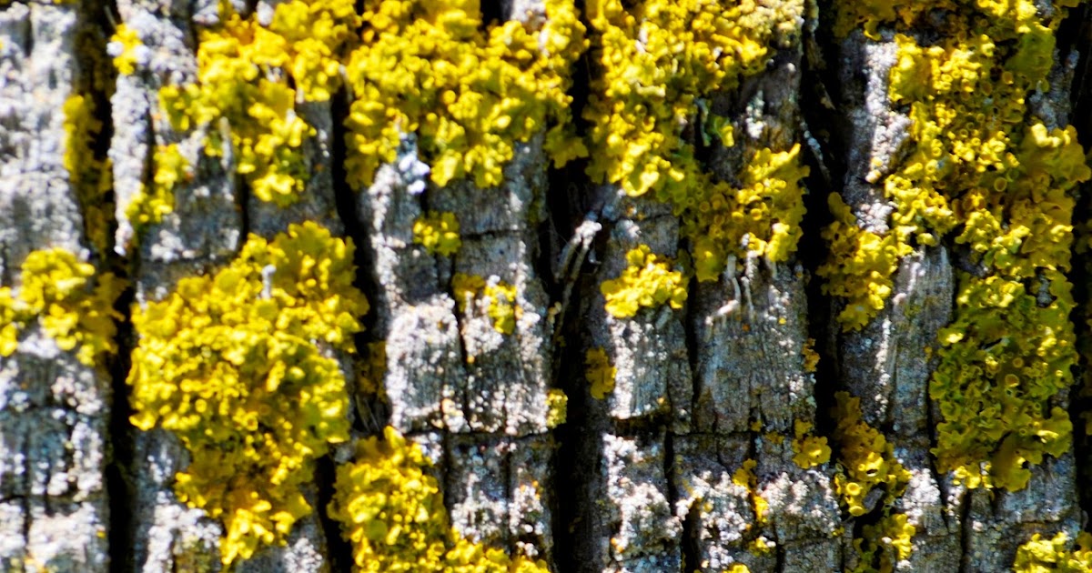 Rhyme Me A Smile Wacky Word Wednesday Nugatory