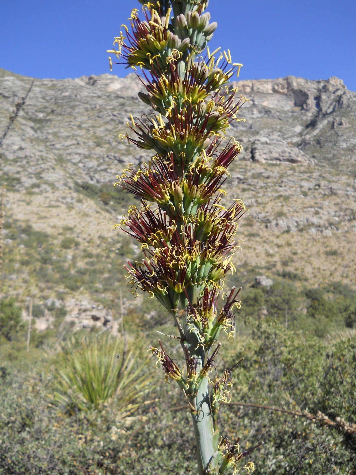 A Zoo Adventure Is this really the Chihuahuan DESERT?