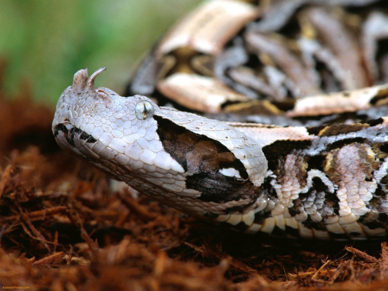 521 Entertainment World: Gaboon Viper Wallpapers