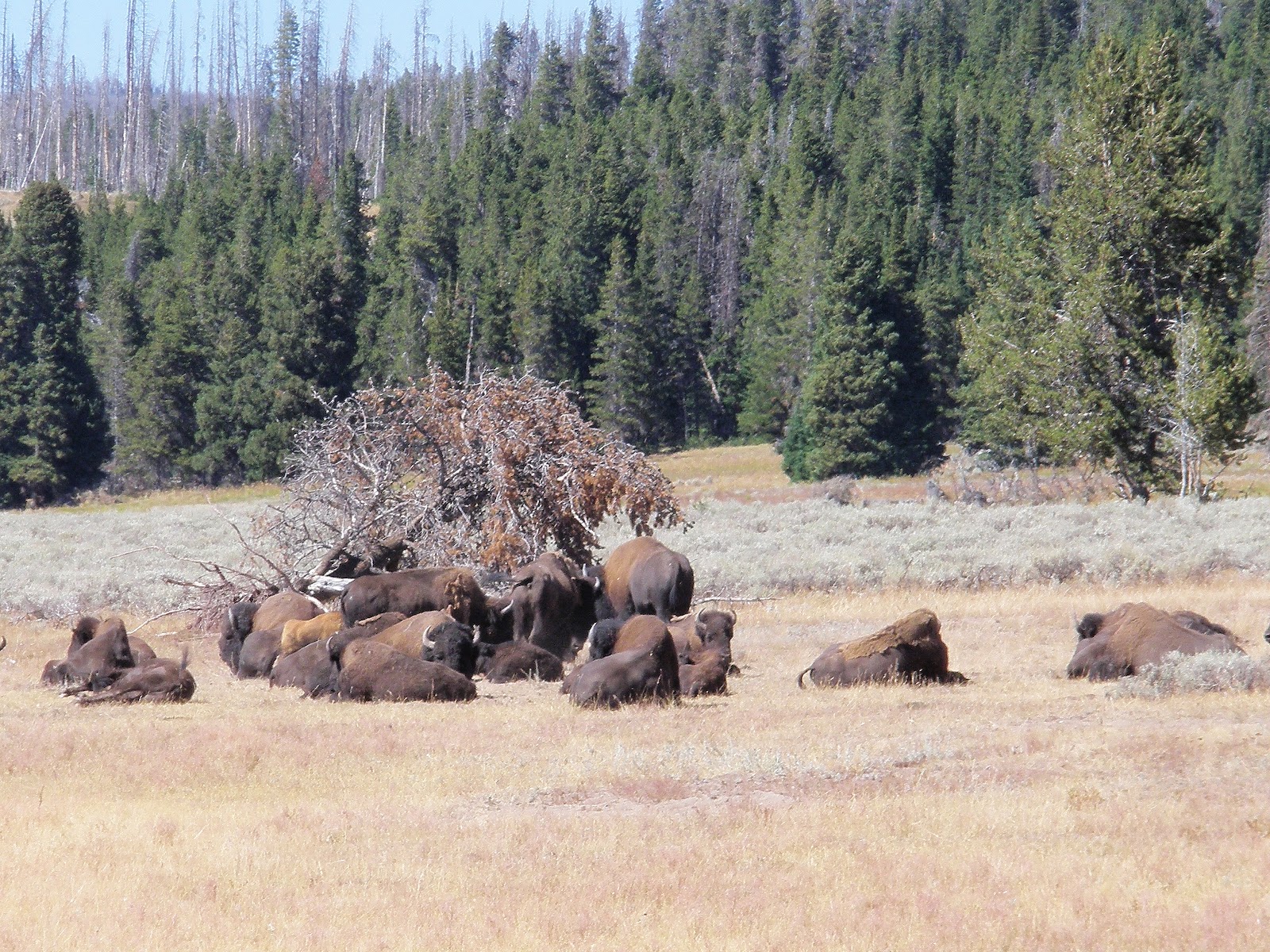 Caravan Tours 2025 Yellowstone Kevin Short