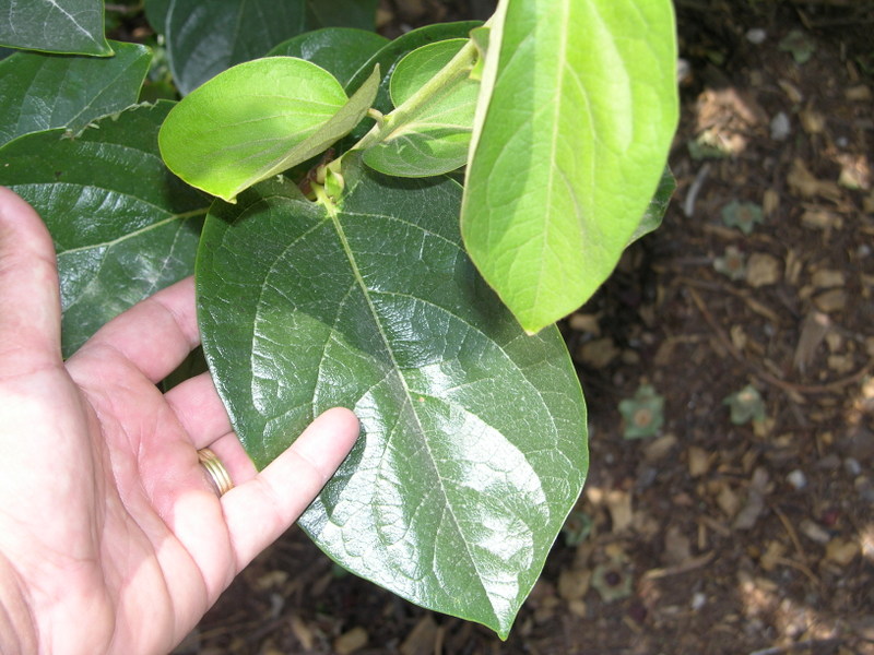 Viragrow Delivers! Fertilize Fruit Trees With Compost for Best Results