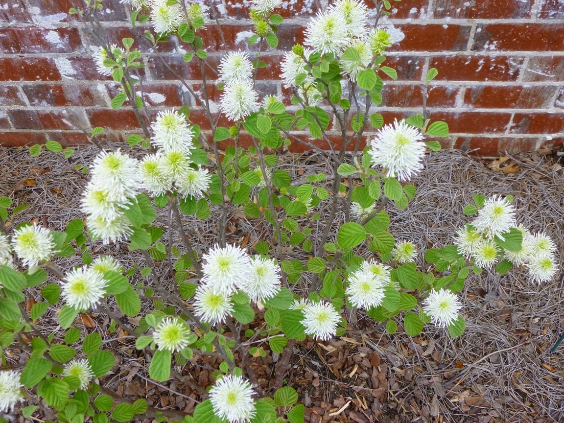 Fothergilla in full bloom. Will these flowers withstand a brief spell at 29 degrees?