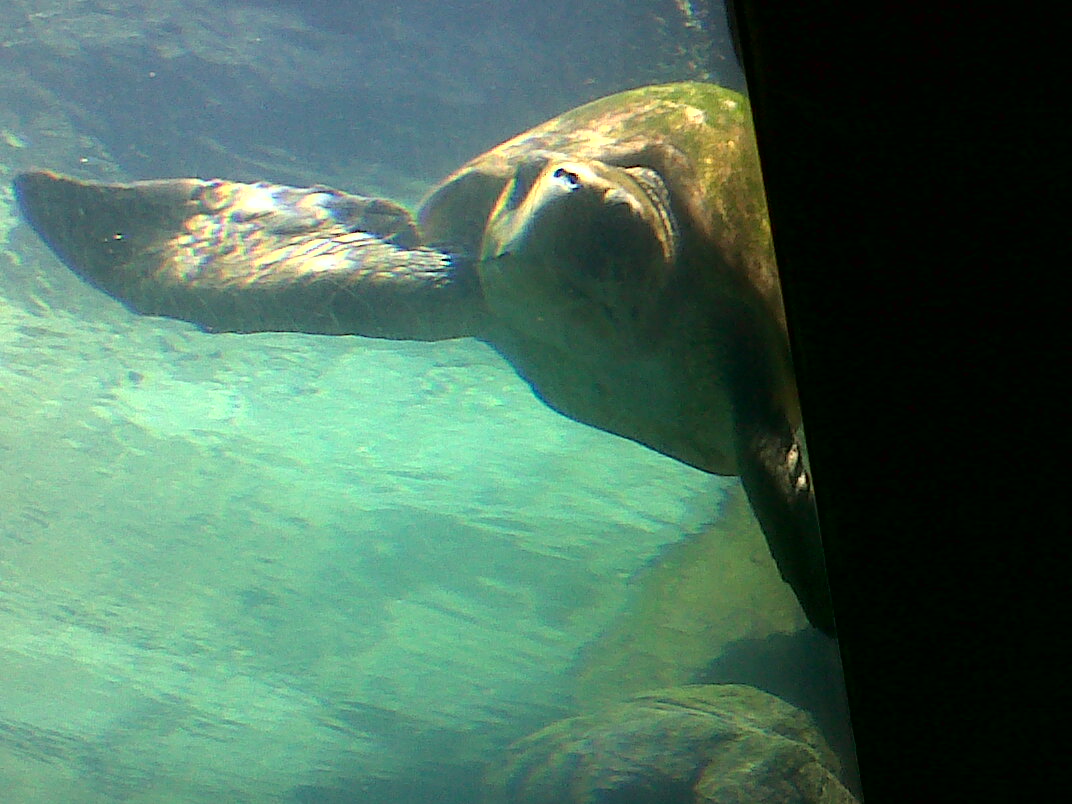 turtle turtle