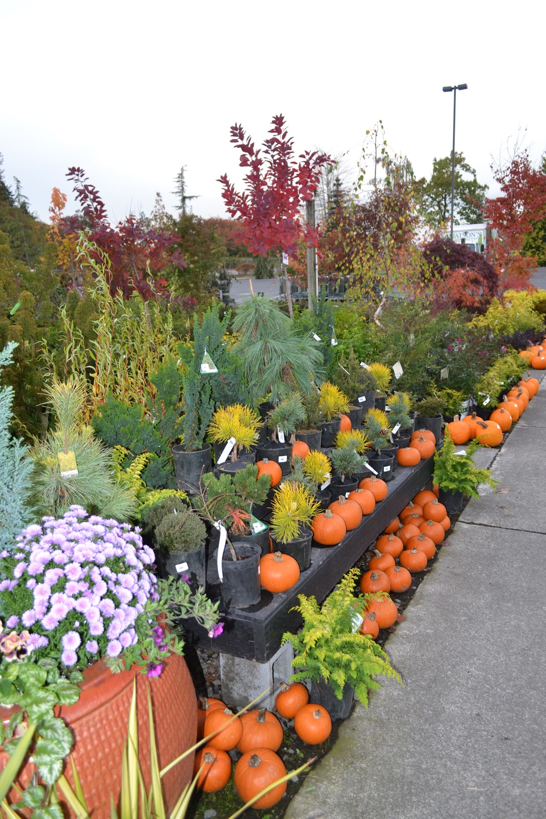 The Outlaw Gardener October 2017 The 40 00 Price Tag On These Little Ones Is Quite Reasonable As One Sometimes Sees This Size At Specialty Plant S For Fifty To Eighty Dollars