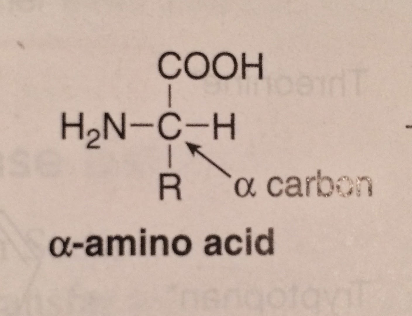 Brittany's Journey through Organic Chemistry 2