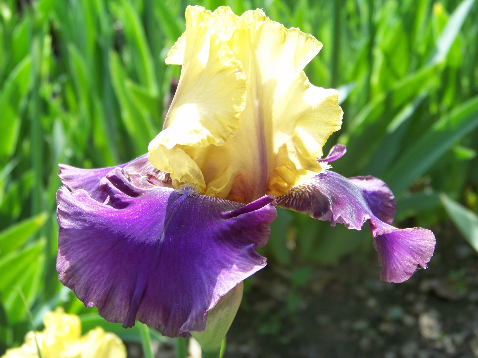 World of Irises TALL BEARDED IRIS, MY FAVORITE PURPLES, PART ONE