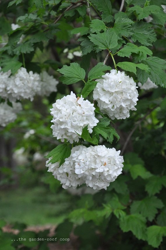 Viburnum Shrubs Attracts Monarch Butterflies Monarch
