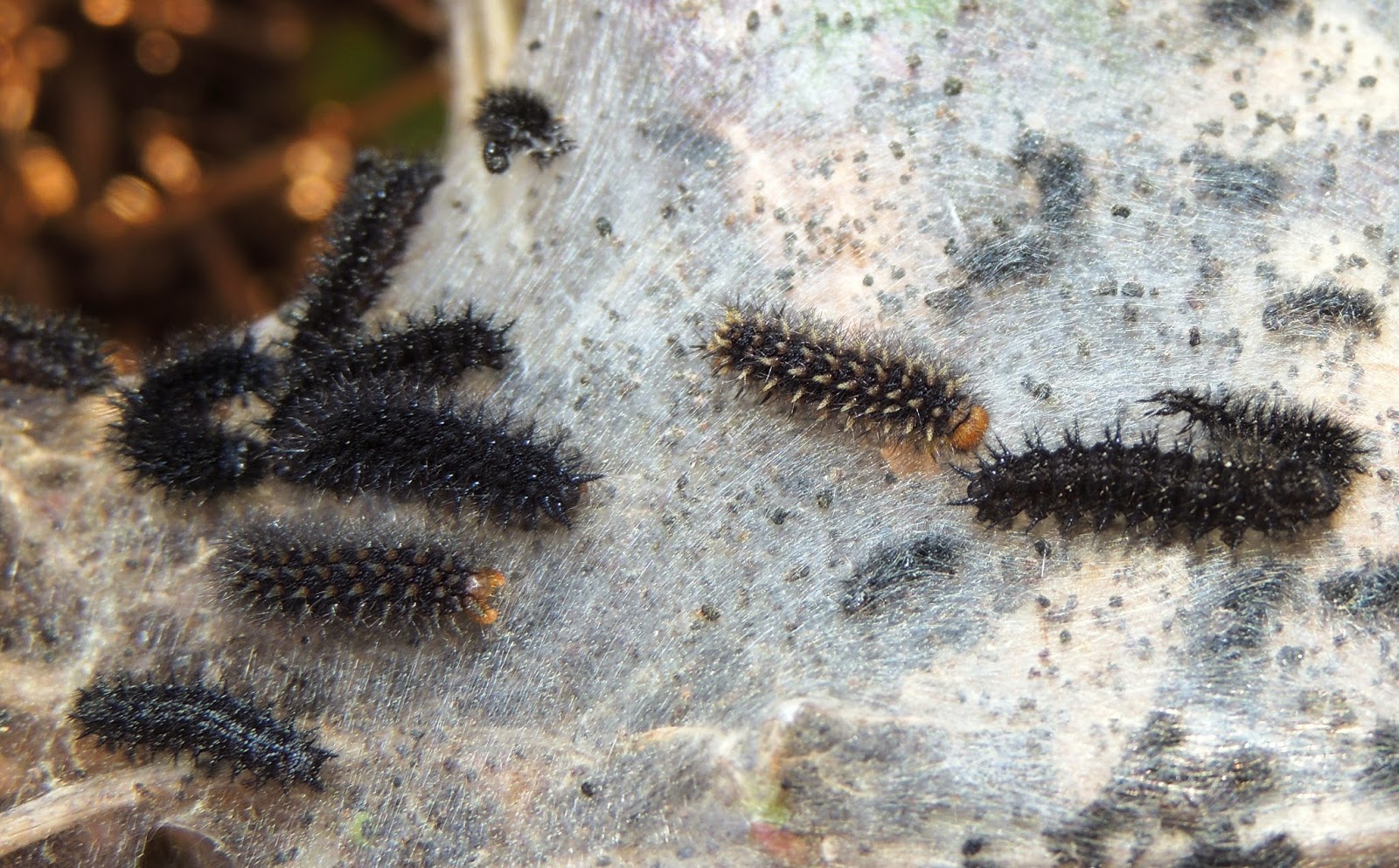 cayó armario instalaciones tipos de orugas de jardin Folleto parque Humilde