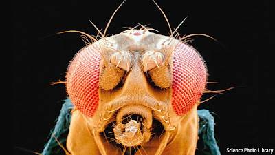 SPCD (Só pra contrariar Darwin): a Drosophila melanogaster continua mosquinha da fruta...  Drosophila_melanogaster+-+The+Economist