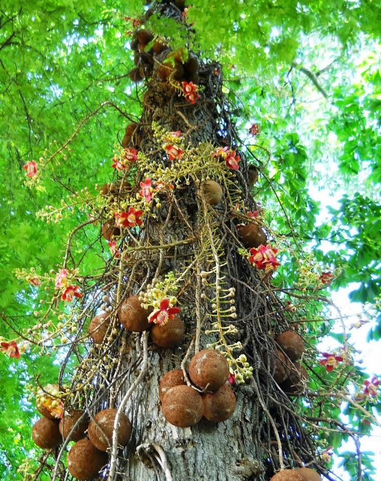 Vsr Nagalingam Tree This terrestrial plant features a remarkable flower, resembling a duck. vsr blogger