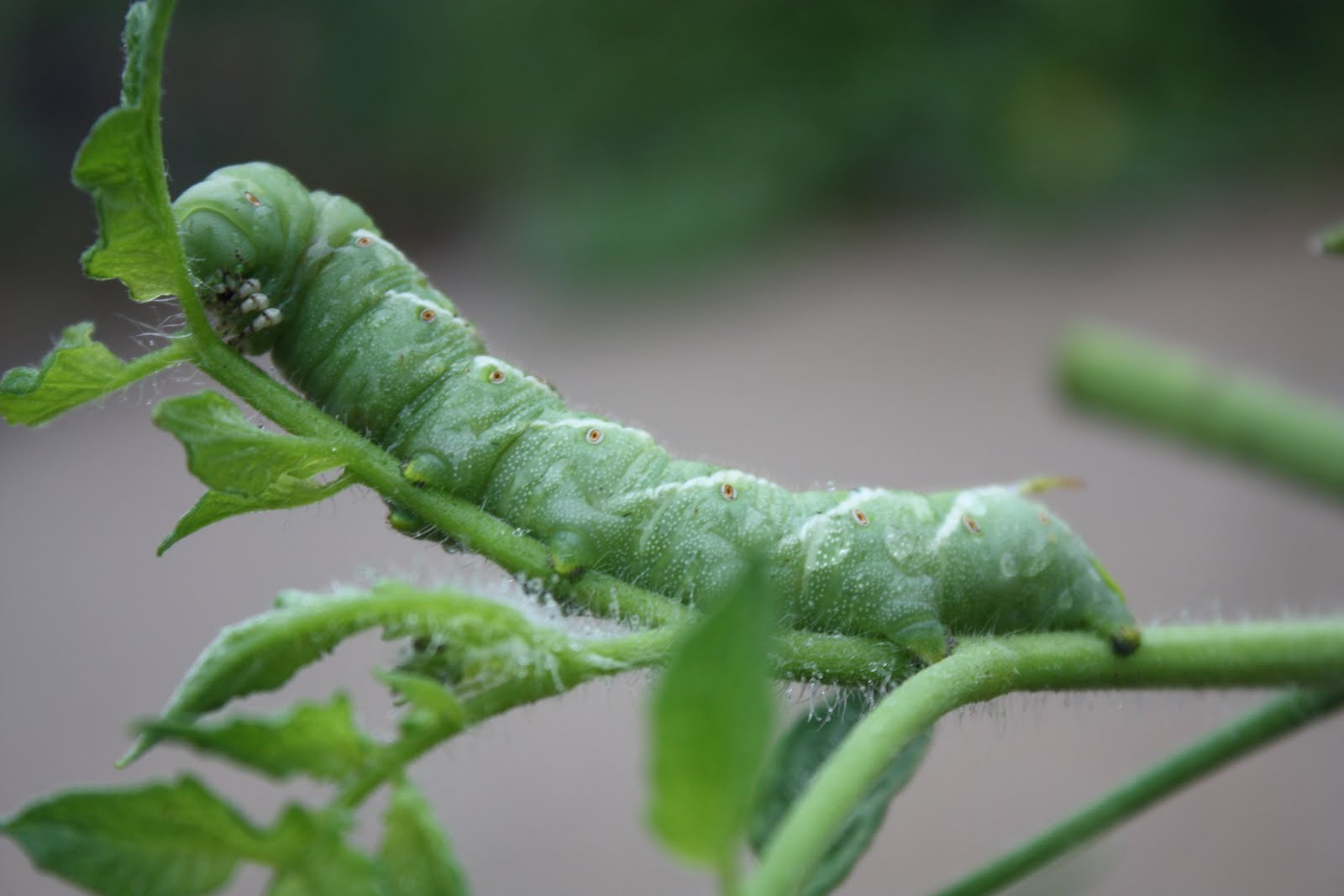 Tomato growing tips from Lisa Merrell Tomato Mans Daughter