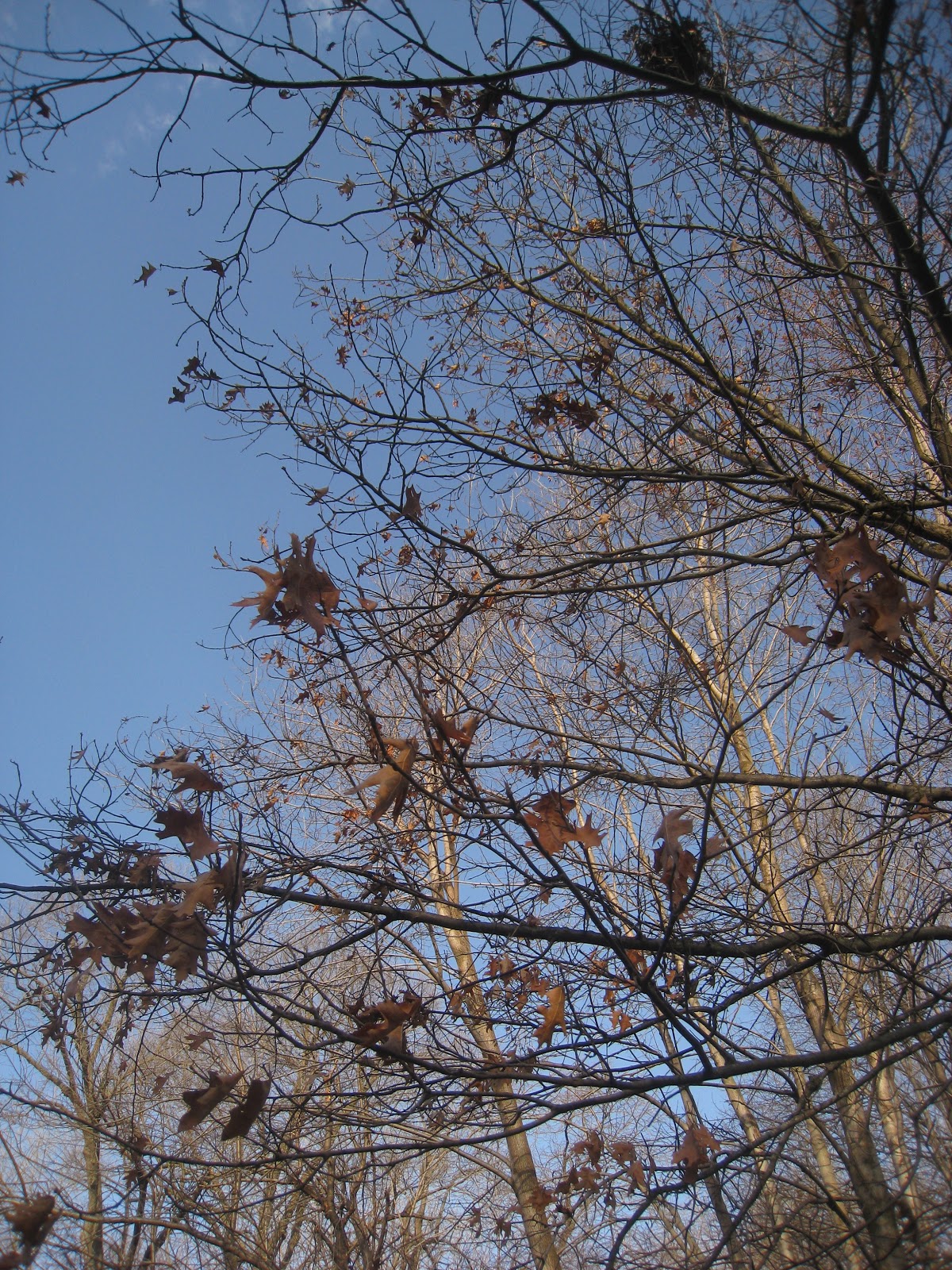 Distracted Naturalist When Do Red Oak Leaves Drop, part II