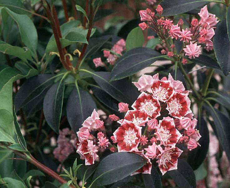 A Guide To Northeastern Gardening 18 Summer Blooming Shrubs For