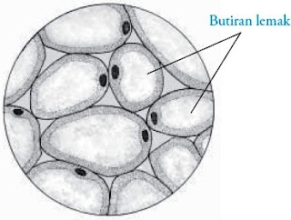 Gambar Jaringan Lemak 2