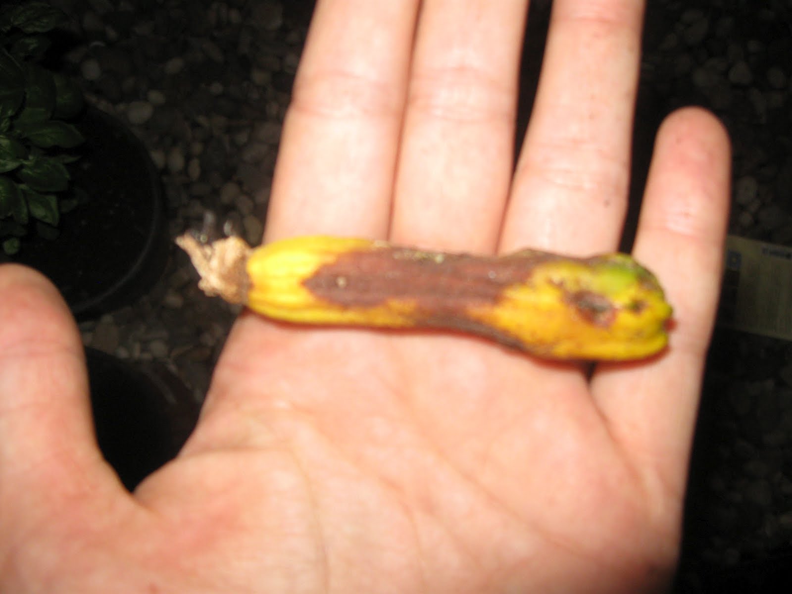 My First Garden Zucchini Plant Problems Help! Yellow Leaves, Yellow