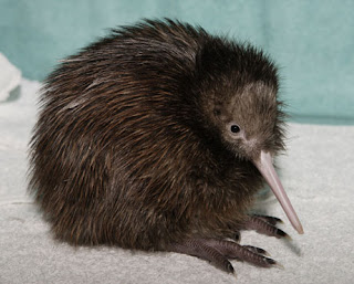 Kiwi Birds