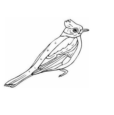 Birds Coloring Pages