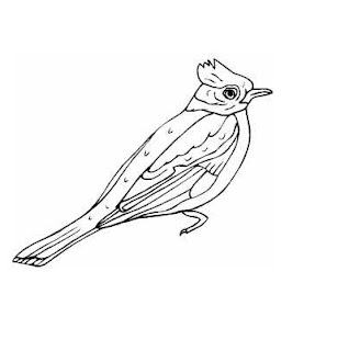 Birds Coloring Pages