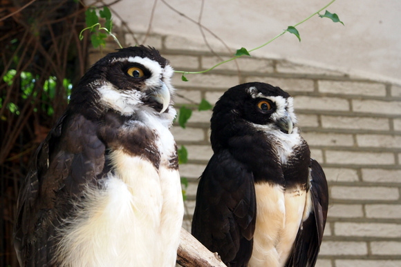 Spectacled owls