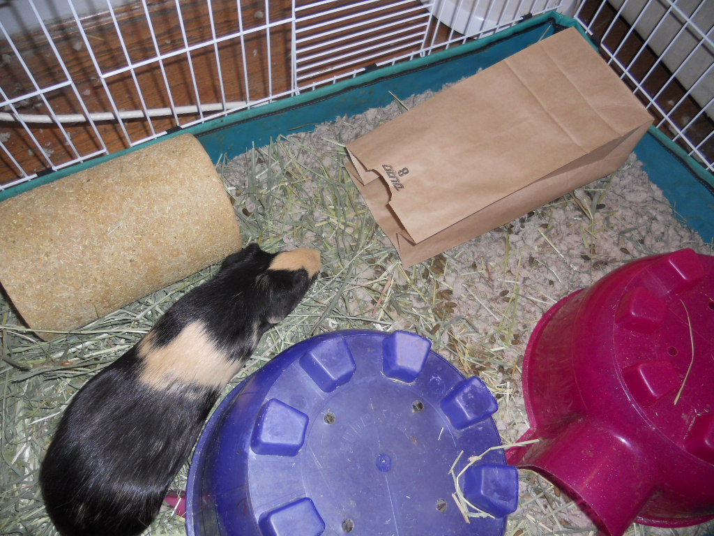 Cavy Savvy A Guinea Pig Blog Toys for Guinea Pigs Paper Bags