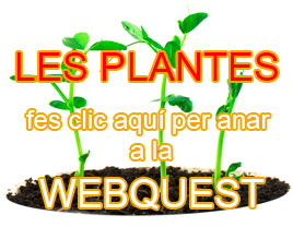 LES PLANTES