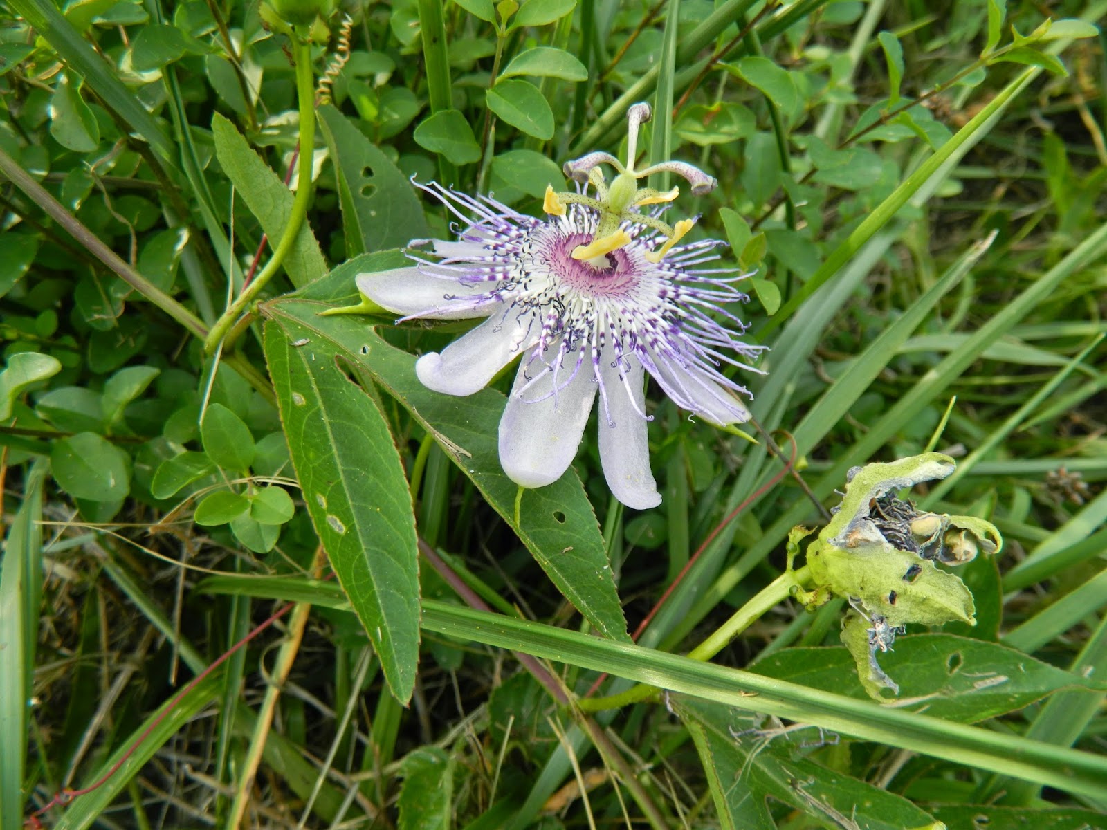 Foothills of the Great Smoky Mountains Passionflower For A Good Night