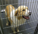 i1/26/11 Arnold – St. Bernard Mix Barrow CountyAC Georgia