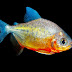 Ikan Piranha
