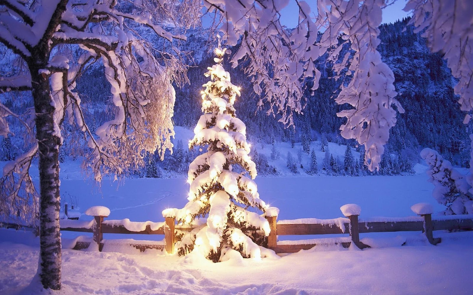 http://2.bp.blogspot.com/-8q58B03cLbg/UDpU0PtQ_RI/AAAAAAAABOk/nHXtofl_BEE/s1600/hd-kerst-wallpaper-met-een-verlichte-kerstboom-bedekt-met-een-laag-sneeuw-hd-winter-achtergrond-foto.jpg