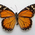 Danaus cleophile