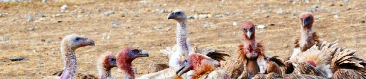 tibetbirds