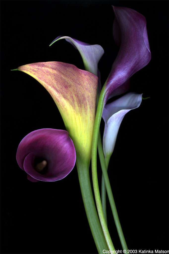 The New York Times Crossword in Gothic 04.20.13 — The Saturday Crossword