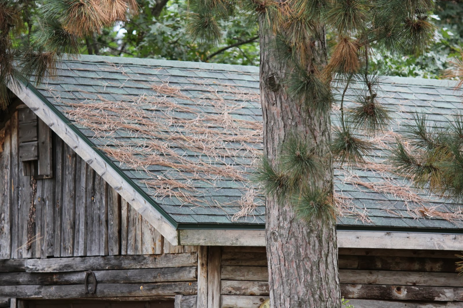 The Cabin Countess Nature Takes Its Course