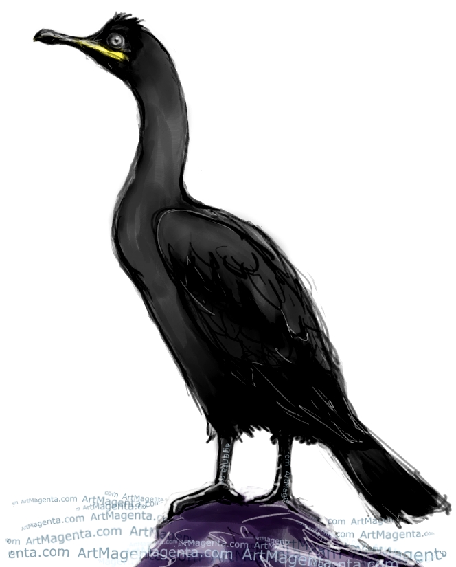 Common Shag Common Shag sketch painting. Bird art drawing by illustrator Artmagenta