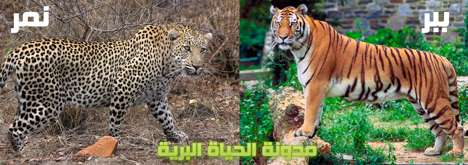 مدونة الحياة البرية مالفرق بين النمر والببر