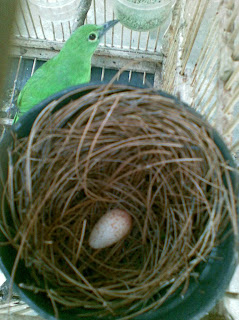 Maret 2013 ~ memelihara burung