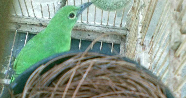 Cara penangkaran burung cucak ijo memelihara burung