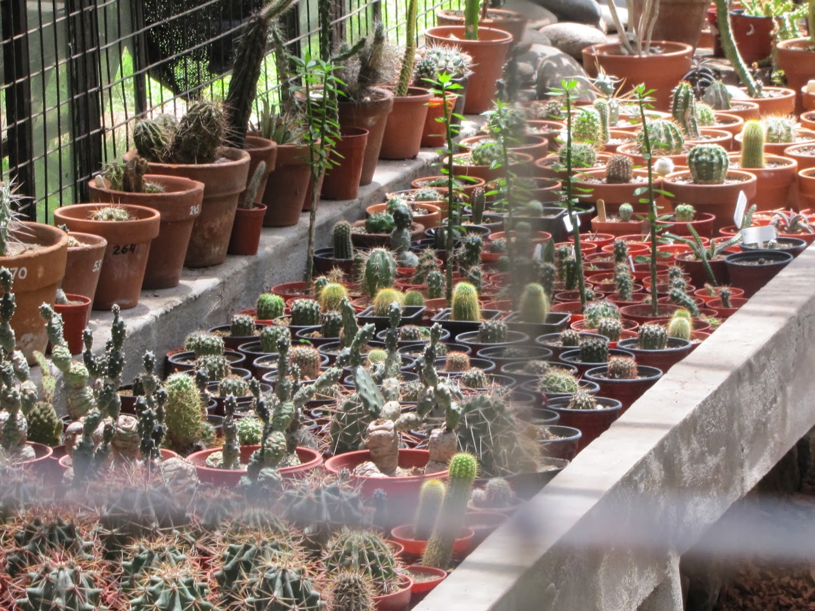 ARTUROPEDIA.....es la... BITÁCORA DE UN VIAJE: JARDIN BOTANICO DE