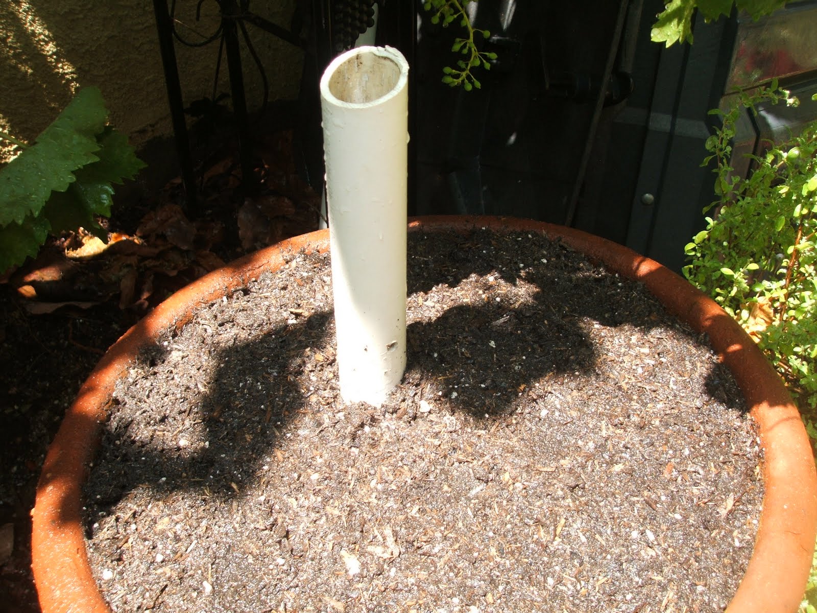 Frugal Garden Girl PVC Pipe Does Deep Irrigating