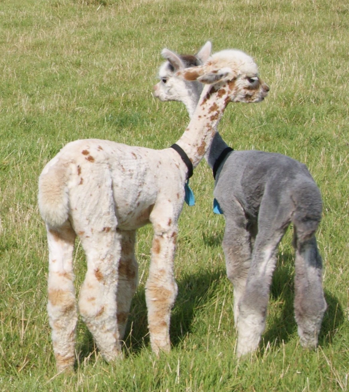 Guest Blogger Houghton Hall Alpacas Crochet Addict UK