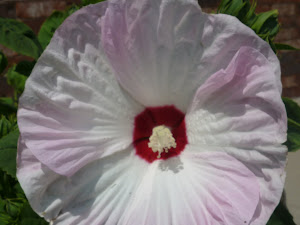 Look at my Hibiscus. :D