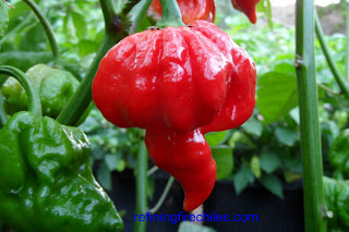 Trinidad Butch T Scorpion Plants, www.superhotchiles.com