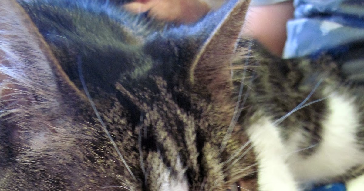 how much benadryl for a 10 pound get someone write my paper can you give cats liquid tylenol how much benadryl for a 10 pound get someone write my paper can you give cats liquid tylenol